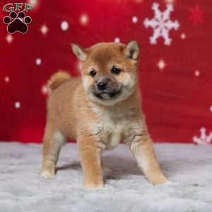 Butch, Shiba Inu Puppy